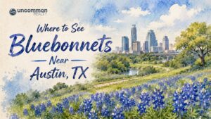 Where to See Bluebonnets Near Austin, TX