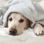 Secret to Selling Your Pet-Friendly Home: Finding Pet-Loving Buyers